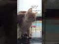 الرحمة لا تسكن القلب بسهولة بل ت ولد من ألم عميق يعصف بالروح  