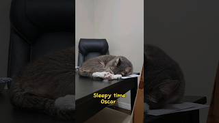 The big sleep-Oscar #shorts #cats #funny screenshot 5
