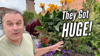 We Planted These Containers This Spring… LOOK at Them Now!
