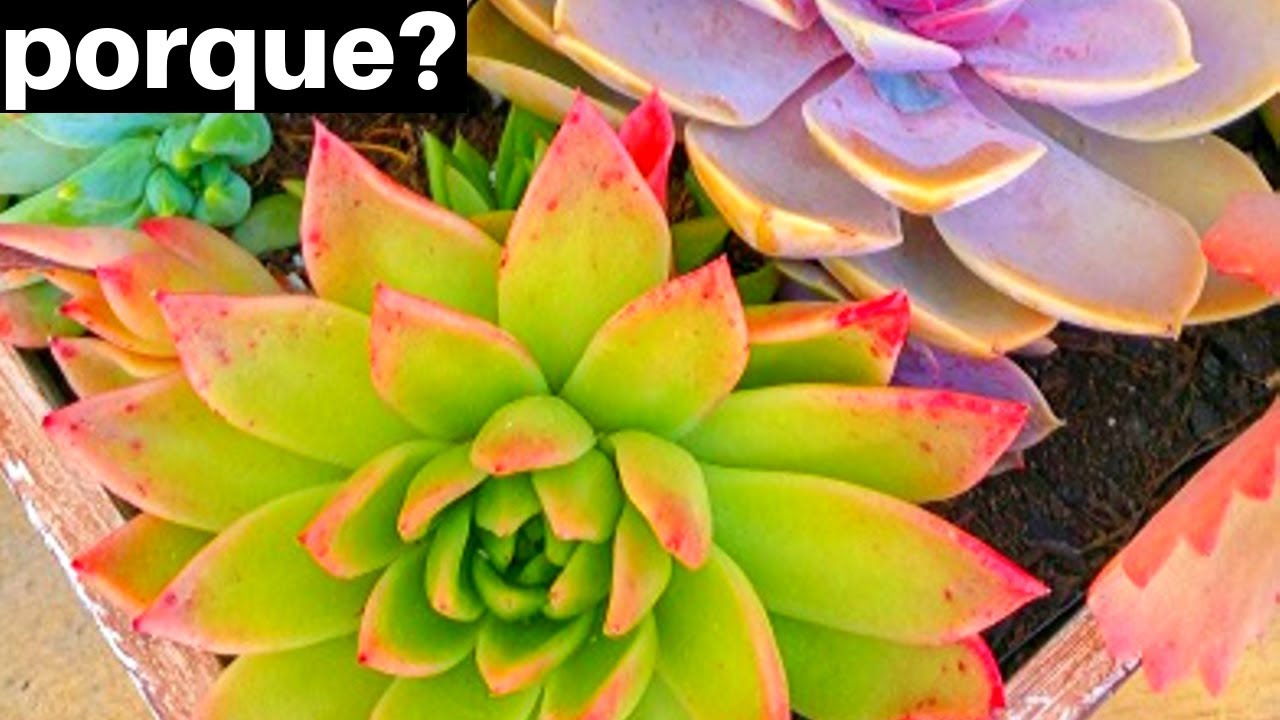 Por que minha suculenta muda de cor?