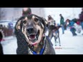 Are Martin Buser's 'designer dogs' bred for a championship?