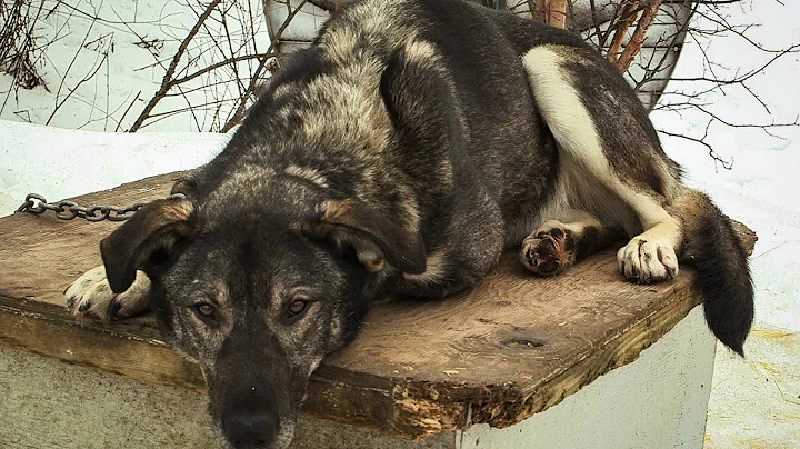 Are Martin Buser's 'designer dogs' bred for a cham...