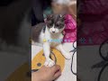 病院くさ…！気づくの速すぎる猫のちゅうた【猫のちゅうた】#cat #猫 #保護猫 #shorts