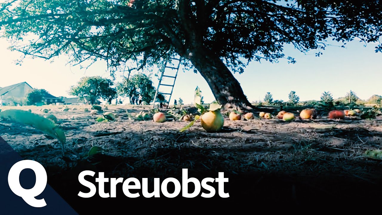 Deshalb ist die Streuobstwiese so wertvoll | Quarks