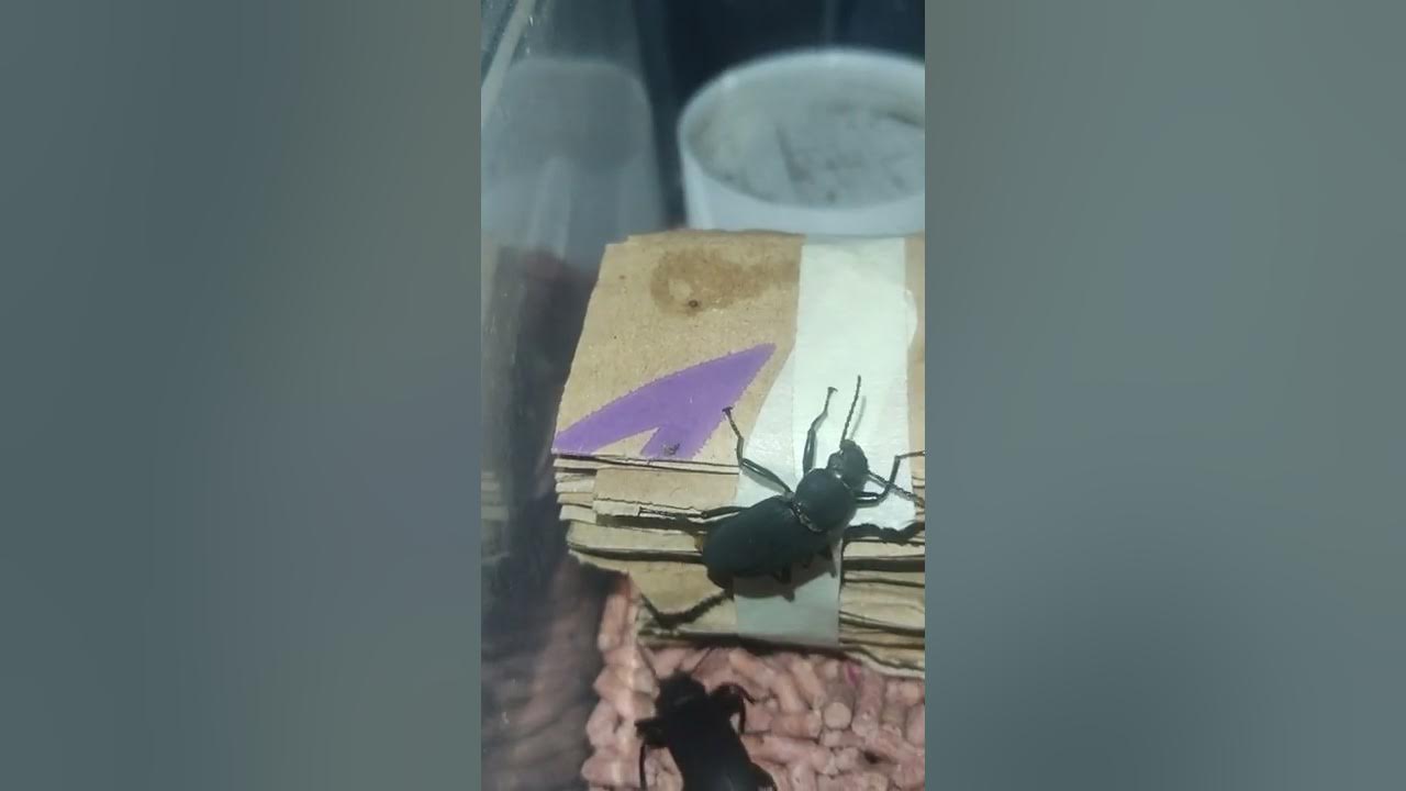 zhopobas morio darkling beetle laying eggs.(superworms breeding)2022