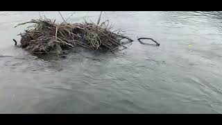 Early run #white spring salmon. Vedder canal ( One Last Cast ) screenshot 2