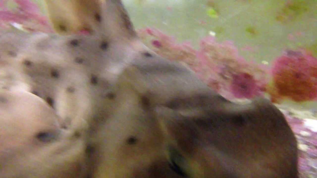 Sun Pet | Horn Shark  (Heterodontus francisci)