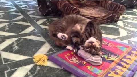 Squirrel Going Goofy on Catnip