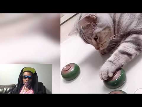 adorable cats