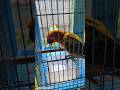 SunConur Bird Playing &amp; Enjoying Your Food | Temp SunConur Birds|#budgies #birds #exoticbirds