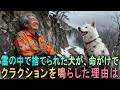 捨てられた犬が、命がけでクラクションを鳴らした理由、孤独な運転手と白い犬の話