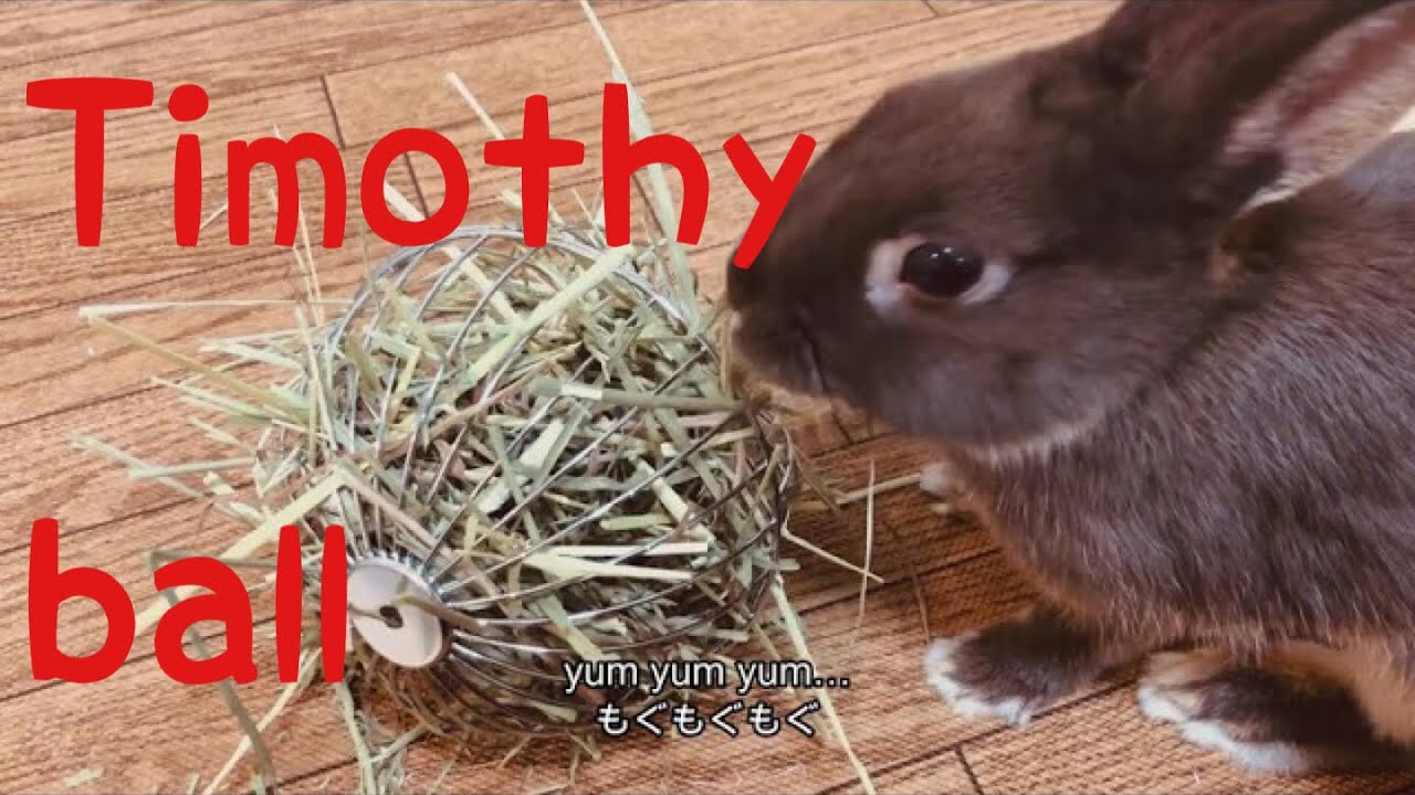 チモシーボールを買ってもらったうさぎさん No 22 Rabbit Owner Buys Timothy Ball うさぎはかわいい ペット うさぎ 飼育 可愛い Rabbit Bunny Youtube