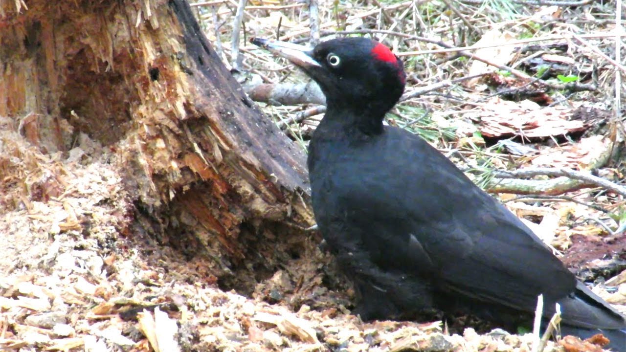 Черный дятел на близком расстоянии - YouTube