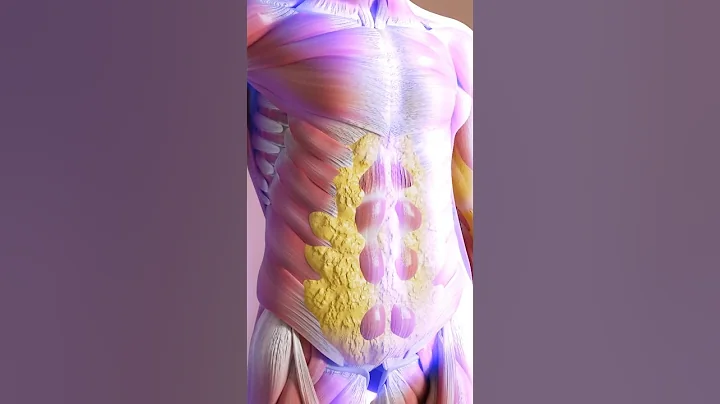 How food turns into body fat #digestion #bodyfat #bellyfat #humanbody thumbnail