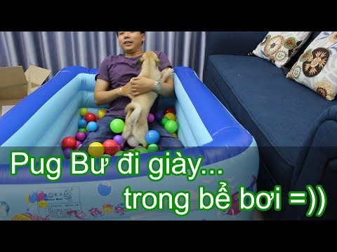 🛀Đập hộp bể bơi phao cho chó Pug - Chó Pug đi giày mắc hài 😅 Pugk vlog - Bư mặt 6