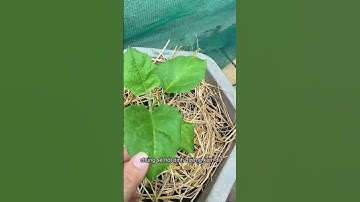 Mẹo chăm vườn bằng nước vôi trong ít người biết #shorts