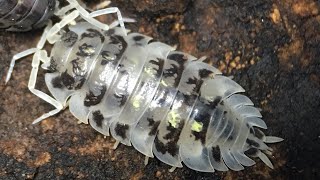 Oniscus asellus Isopod Care Guide