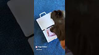 Dinosonso É Expulso De Casa.