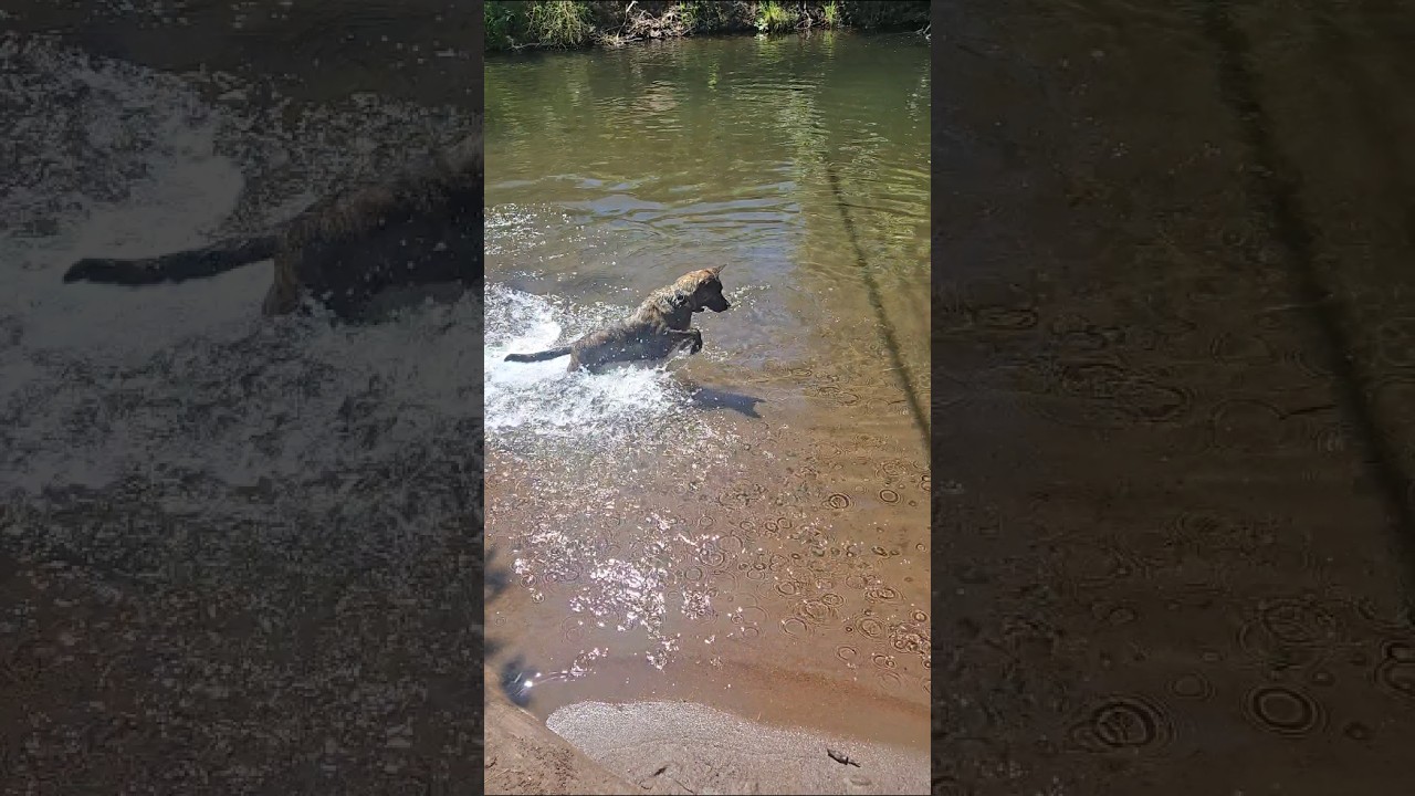 The fish would follow her. #dog #dogshorts