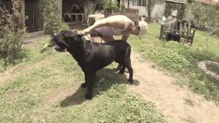 el mesquital cane corso
