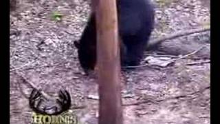 Saskatchewan Black Bear with Muzzleloader