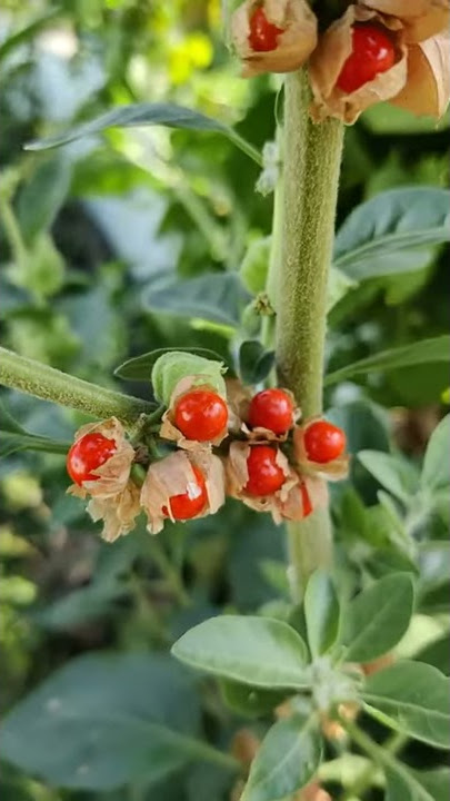 ashwagandha
