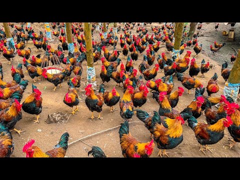 Millions Of Chickens On The Hills, Farmers Raise Millions Of Free Range Chickens This Way