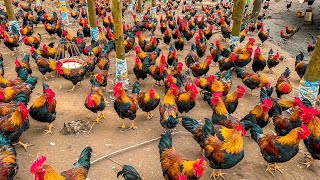 Millions Of Chickens On The Hills, Farmers Raise Millions Of Free Range Chickens This Way