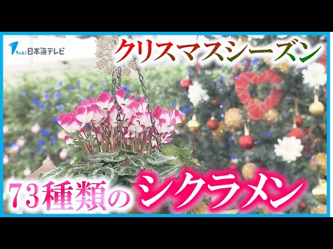 【気持ちが晴れ晴れするね】鮮やかな73種のシクラメン　クリスマスの装飾がきらびやかな冬を演出　島根県出雲市