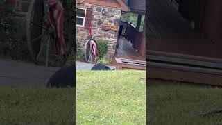 Person Films a Bear Looking for Food Around a Mountain Resort