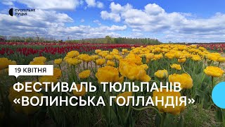 Тисячі різноманітних сортів: на Волині розпочався фестиваль тюльпанів