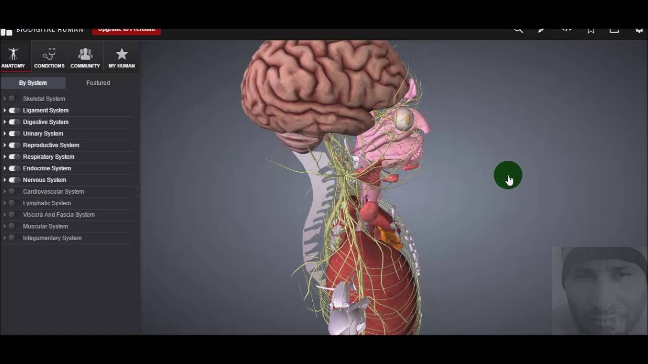 Anatomia Masculina Humana Orgaos Internos Apenas Respiratorio Completo E Ilustracao Stock Ilustracao De Completo Humana 34872744