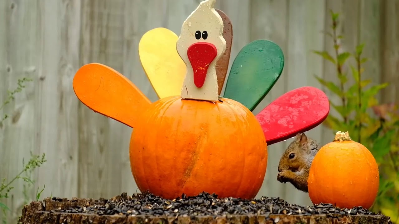 Rainy Sunday Squirrels - October 25, 2020