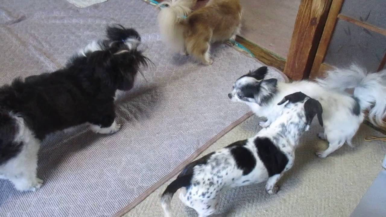 16年09月 ふうちゃんと愉快な短足たち