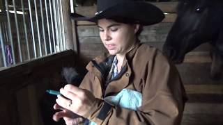 DNA Typing  Horse for AQHA Registration Purposes.
