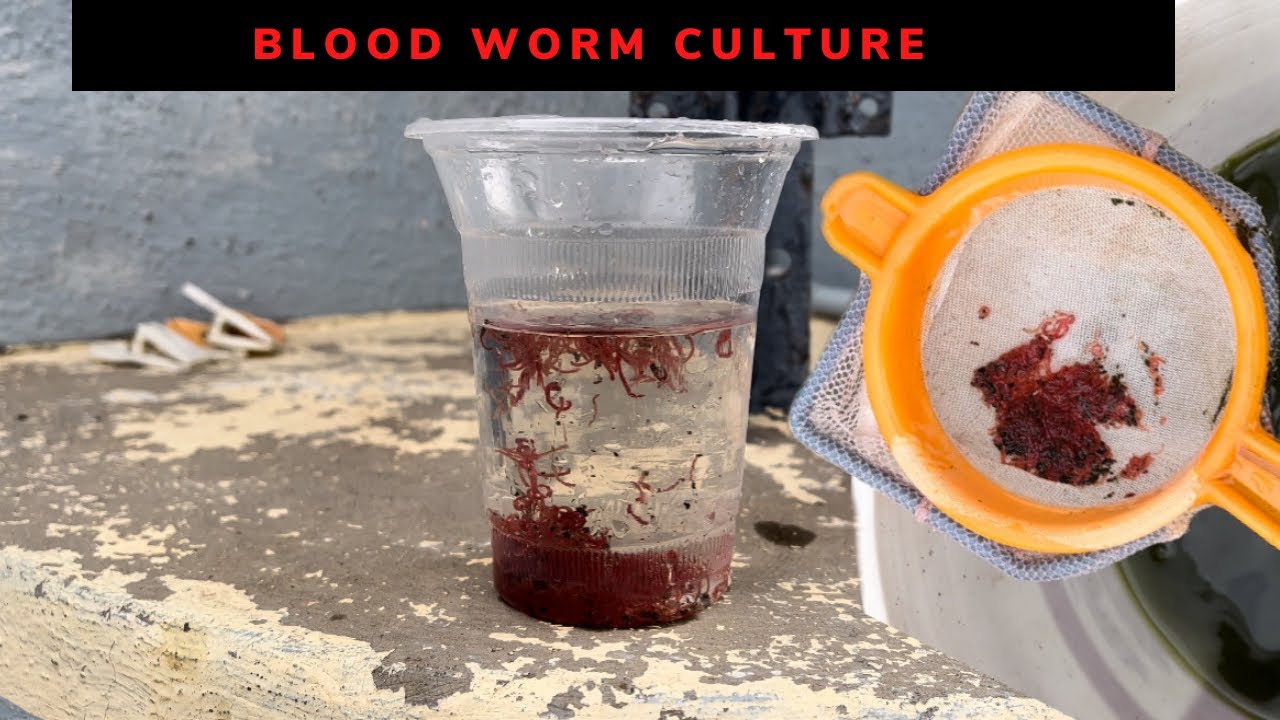 How to clean live blood worms and feed it to fish 