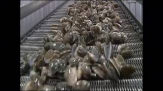 Richon Foods  Factory: Short Necked Clam