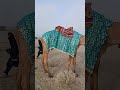 جمل مزين جاهز لسباق الصحراء Camelshorts Vidio Viral