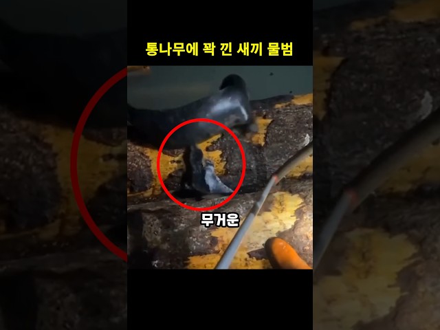 통나무에 꽉 낀 새끼 물범