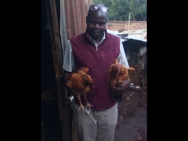 Chickens in Kibera Slum Kenya GMFC