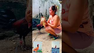 Download Lagu aseel murgha and hens #aseel #aseelmurga #youtubeshorts #pets #ytshorts #shorts MP3 Download Lagu aseel murgha and hens #aseel #aseelmurga #youtubeshorts #pets #ytshorts #shorts MP3