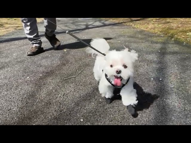 うちの犬が自由すぎてもはや神でした - YouTube