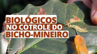 Biológicos no controle do bicho-mineiro