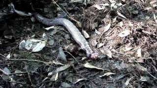 Mud Snake Farancia Abacura Eating A Siren