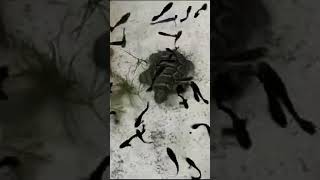 full black thủy sinh