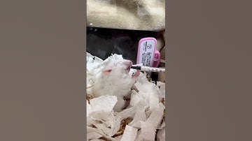 I’m so thirsty 🐹❤️🤣 #hamster #shorts #viral
