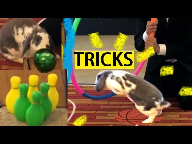Amazing Bunny Tricks- The Gong Show- Advanced Rabbit Tricks