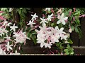 Japan Morning Downpour Flora Shots 2026.04.27 ASMR Ambience Sound Sleep Meditate Relax Peace Tokyo