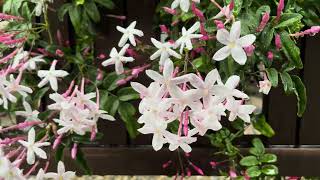 Japan Morning Downpour Flora Shots 2026.04.27 ASMR Ambience Sound Sleep Meditate Relax Peace Tokyo