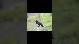 Celebrity Don’t do piss off a Crow. #fact #facts #animalfacts #animals #bird #crows #factsinhindi Profile